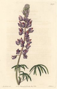 Lupin med smala blad - Strong water av S. Watts från en illustration av Sarah Anne Drake (1803-1857), från Botanical Register av Sydenham Teast Edwards