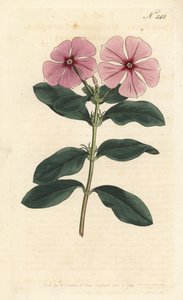Madagaskarsnäcka - Madagaskarsnäcka, Catharanthus roseus (Vinca rosea). Handfärgad kopparstick av Sansom efter en illustration av Sydenham Edwards från William Curtis