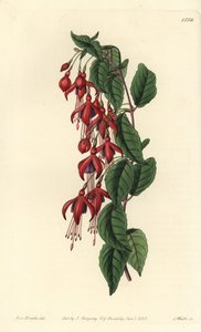 Magellan fuchsia - Hummingbird fuchsia, Fuchsia magellanica (Ballongblommig fuchsia, Fuchsia globosa). Handkolorerad kopparstick av S. Watts efter en illustration av Miss Sarah Drake från Sydenham Edwards