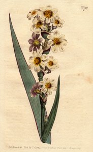 Marica har vita, gulstrimmiga blommor och lila linjer. Strimig blommig marica med vita, gula och renrandiga blommor. Marica striata. Handfärgad kopparstick från en botanisk illustration av Sydenham Edwards från William Curtis "" B av Sydenham Teast Edwards