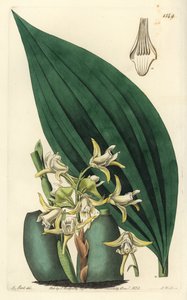 Maxillaria palmifolia orkidé (Blekgul maxillaria, Maxillaria decolor). Handkolorerad kopparstick av S. Watts efter en illustration av M. Hart från Sydenham Edwards
