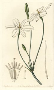 Mexikansk stjärna - Mexikansk stjärna eller snövit milla, Milla biflora. Handkolorerat kopparstick av S. Watts efter en illustration av miss Sarah Drake från Sydenham Edwards
