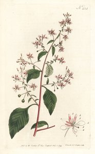 Myggblomma eller mexikansk lopezia, Lopezia racemosa. Handkolorerad kopparstick av Sansom efter en illustration av Sydenham Edwards från William Curtis