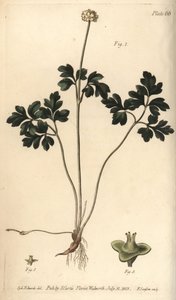 Myskrot, Adoxa moschatellina, Tetragynia, blomma 1 och pistilla 2,3. Handkolorerad kopparstick av F. Sansom av en botanisk illustration av Sydenham Edwards för William Curtis
