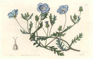 Namophile maculee, ursprungligen från Kalifornien - Water forte av S. Watts från en illustration av Sarah Anne Drake (1803-1857), från Botanical Register av Sydenham Teast Edwards