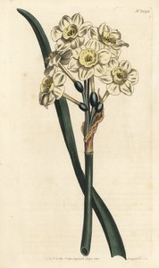 Narcissus en bukett - Buntblommig påsklilja, Narcissus tazetta (Blek-kupad vit trädgårdsnarcissus; Narcissus orientalis) - Handkolorerad kopparstick av F. Sansom Jr. efter en illustration av Sydenham Edwards från William Curtis