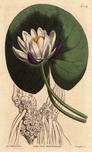 Nenuphar har en stor vit blomma framför hela sitt runda blad. Koppblommig näckros med stor vit blomma framför rund liljedyna. Nymphaea nitida. Handfärgad kopparstick från en botanisk illustration av Sydenham Edwards från William av Sydenham Teast Edwards