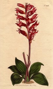 Neottie-orkidé med frostblomma, rosa och röd färg, infödd på Jamaica. Frostade blommiga neottia, med röda och rosa blommor, infödd från Jamaica. Stenorhynchus squamulosus (Neottia orchioides) Handfärgad kopparstick från en botanisk il av Sydenham Teast Edwards