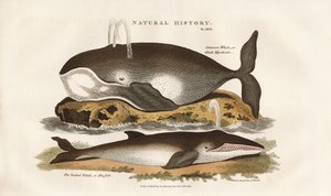 Nordatlantiska valar av Sydenham Teast Edwards