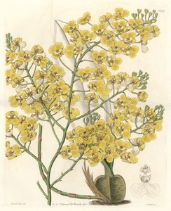 Orkidé (Oncidium ampliatum), med gula blommor, hemma i Nya Zeeland - Water forte av S. Watts från en illustration av Sarah Anne Drake (1803-1857), från det botaniska registret av Sydenham Teast Edwards