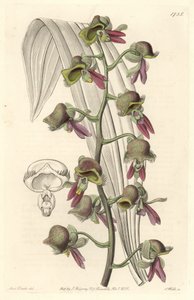 Orchid Catasetum, tvåfärgade blommor, infödd i Guyana - Water forte av S. Watts från en illustration av Sarah Anne Drake (1803-1857), från det botaniska registret av Sydenham Teast Edwards