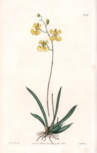 Orchid: Variete Tolumnia guianensis, endemisk till Haiti och Santo Domingo - Plåt graverad av S.Watts, från en illustration av Sarah Anne Drake (1803-1857), från Botanical Register of Sydenham Edwards (1768-1819), England av Sydenham Teast Edwards