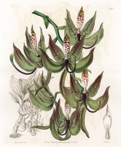 Orchid: Variety of Cycnoche - Graverad tavla av S.Watts, från en illustration av Sarah Anne Drake (1803-1857), från Botanical Register of Sydenham Edwards (1768-1819), England