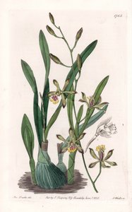 Orchid: epidendre grele - Graverad tavla av S.Watts, från en illustration av Sarah Anne Drake (1803-1857), från Botanical Register of Sydenham Edwards (1768-1819), England av Sydenham Teast Edwards