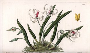 Orkidé: miniatyrvariant av leptoter - Plåt graverad av S.Watts, från en illustration av Sarah Anne Drake (1803-1857), från Botanical Register of Sydenham Edwards (1768-1819), England av Sydenham Teast Edwards