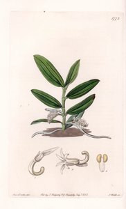 Orchid: variete de camphylocentrum - Tallrik graverad av S.Watts, från en illustration av Sarah Anne Drake (1803-1857), från Botanical Register of Sydenham Edwards (1768-1819), England av Sydenham Teast Edwards
