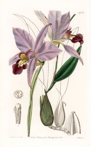 Orchid: variete de laelia - Tallrik graverad av S.Watts, från en illustration av Sarah Anne Drake (1803-1857), från Botanical Register of Sydenham Edwards (1768-1819), England av Sydenham Teast Edwards