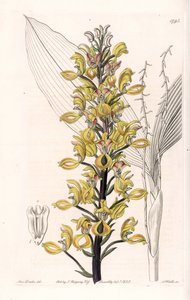 Orchid: variete of govenia - Plåt graverad av S.Watts, från en illustration av Sarah Anne Drake (1803-1857), från Botanical Register of Sydenham Edwards (1768-1819), England av Sydenham Teast Edwards