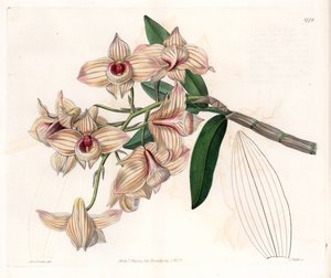 Orchid: sort av Dendrobium - Plåt graverad av S.Watts, från en illustration av Sarah Anne Drake (1803-1857), från Botanical Register of Sydenham Edwards (1768-1819), England av Sydenham Teast Edwards