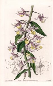 Orkidé: sort av Dendrobium, infödd i Asien - Plåt graverad av S. Watts, från en illustration av Sarah Anne Drake (1803-1857), från Botanical Register of Sydenham Edwards (1768-1819), England av Sydenham Teast Edwards
