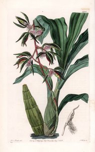 Orchid: sort av catasetum, kallad bearded - Tallrik graverad av S.Watts, från en illustration av Sarah Anne Drake (1803-1857), från Botanical Register of Sydenham Edwards (1768-1819), England av Sydenham Teast Edwards