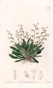 Orchid: variation of epidendre - Plåt graverad av S.Watts, från en illustration av Sarah Anne Drake (1803-1857), från Botanical Register of Sydenham Edwards (1768-1819), England av Sydenham Teast Edwards