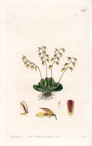 Orchid: variation of epidendre - Plåt graverad av S.Watts, från en illustration av Sarah Anne Drake (1803-1857), från Botanical Register of Sydenham Edwards (1768-1819), England av Sydenham Teast Edwards