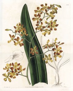 Orchid: variation of epidendrum - Plåt graverad av S.Watts, från en illustration av Sarah Anne Drake (1803-1857), från Botanical Register of Sydenham Edwards (1768-1819), England av Sydenham Teast Edwards