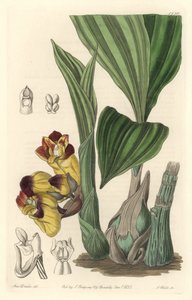 Orchidee Acanthephippium bicolor, ursprungligen från Sri Lanka - Water av S. Watts från en illustration av Sarah Anne Drake (1803-1857), från Botanical Register