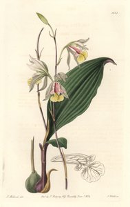 Orchidee, American Bletia - Water Forte av S. Watts från en illustration av T. Holland, från Botanical Register av Sydenham Teast Edwards