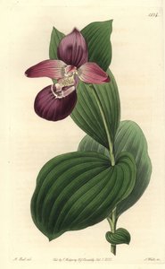 Orchidee träsko av Venus har stora blommor - storblommiga cypripedium eller storblommiga damtoffelorkidé, Cypripedium macranthos. Handkolorerad kopparstick av S. Watts efter en illustration av M. Hart från Sydenham Edwards