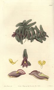 Orchidee epidendrum of Central America - Epidendrum schlechterianum orchid (lila nanoder, nanoder missfärgas). Handkolorerad kopparstick av S. Watts efter en illustration av Miss Sarah Drake från Sydenham Edwards
