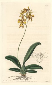 Orchidee oncidium yellow, infödd i Brasilien - Water forte av S. Watts från en illustration av Sarah Anne Drake (1803-1857), från det botaniska registret av Sydenham Teast Edwards