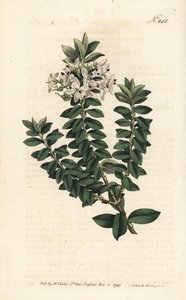 Ouessant myrten eller elliptisk veronica - Cross-leaved speedwell, Veronica decussata. Handfärgad kopparstick av Sansom efter en illustration av Sydenham Edwards från William Curtis