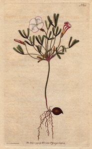 Oxalis (liten syra) har vita randiga blommor och godisrosa, hemma i Afrika. Randig blommig träsyra med rosa godisrandiga vita blommor. En infödd i Afrika. Oxalis versicolor. Handfärgad kopparstick från en botanisk illustration av av Sydenham Teast Edwards