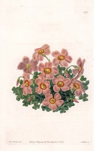 Oxalis Variete - Tallrik graverad av S.Watts, från en illustration av Sarah Anne Drake (1803-1857), från Botanical Register of Sydenham Edwards (1768-1819), England av Sydenham Teast Edwards