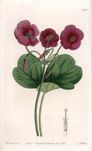 Oxalis de Bowie - Plåt graverad av S.Watts, från en illustration av Sarah Anne Drake (1803-1857), från Botanical Register of Sydenham Edwards (1768-1819), England av Sydenham Teast Edwards