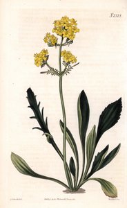 Patrinia sibirica (Altaisk valeriana, Valeriana ruthenica). Handfärgad kopparstick av Weddell efter en illustration av Sydenham Edwards från Samuel Curtis "" Botanical Magazine,"" London av Sydenham Teast Edwards