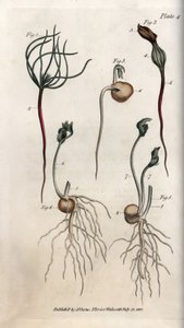 Ärter, baljväxtfrö har olika groningsstadier. Färgad kopparstick, illustration av Sydenham Edwards (1768-1819) för Conferences of Botanical, Botanical Garden of Lambeth (England) av Sydenham Teast Edwards