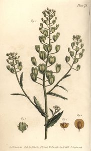 Pennycress, Thlaspi arvense, Siliculosa. Handkolorerad kopparstick av F. Sansom av en botanisk illustration av Sydenham Edwards för William Curtis