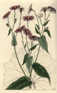 Pericallis tussilaginis (Coltsfoot-leaved groundsel, Senecio tussilaginis). Handkolorerad kopparstick av S. Watts efter en illustration av Miss Sarah Drake från Sydenham Edwards