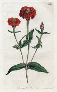 Peruansk zinnia eller bresine - Litografi av Sydenham Edwards (1768-1819), från Botanical Magazine av William Curtis (1746-1799)