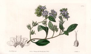 Phacelia, endemisk i Kalifornien - Graverad av S.Watts, från en illustration av Sarah Anne Drake (1803-1857), från Botanical Register of Sydenham Edwards (1768-1819), England av Sydenham Teast Edwards