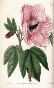 Pink Hibiscus - Tallrik graverad av S.Watts, från en illustration av Sarah Anne Drake (1803-1857), från Botanical Register of Sydenham Edwards (1768-1819), England av Sydenham Teast Edwards