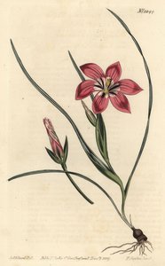 Rosa froetang, Romulea flava (Blush trichonema, Trichonema pudicum). Handkolorerad kopparstick av F. Sansom Jr. efter en illustration av Sydenham Edwards från William Curtis