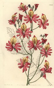 Fattigmansorkidé, Schizanthus grahamii (Trubbbladig schizanthus, Schizanthus retusus). Handfärgad kopparstick av S. Watts efter en illustration av Miss Sarah Drake från Sydenham Edwards