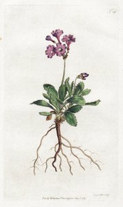 Primevere marginee - Litografi av Sydenham Edwards (1768-1819), plåt från William Curtis