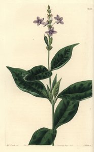 Pseuderanthemum faecundum (Ständigt blåsande eranthemum, Eranthemum faecundum). Handkolorerad kopparstick av S. Watts efter en illustration av Miss Sarah Drake från Sydenham Edwards