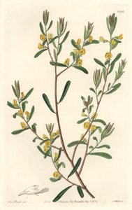 Pultanea flexilis, infödd i Australien - S. Watts starkt vatten från en illustration av Sarah Anne Drake (1803-1857), från Botanical Register av Sydenham Teast Edwards