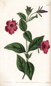 Lila blomma petunia - Tallrik graverad av S.Watts, från en illustration av Sarah Anne Drake (1803-1857), från Botanical Register of Sydenham Edwards (1768-1819), England av Sydenham Teast Edwards
